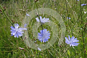 Chicory plant, blooming with beautiful lilac flowers in the meadow.