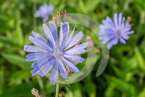 Chicory plant in blossom. Beautiful blue flowers close up. Nature background