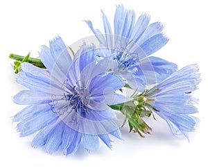 Chicory plant in blossom. Beautiful blue flowers close up on the white background
