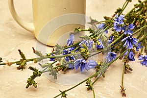 Chicory powder in a coffee mug next to chicory flowers