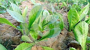 Chicory ready for harvesting