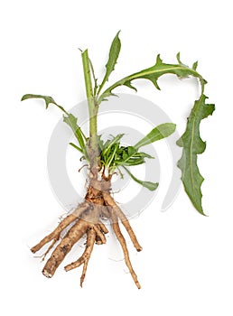 Chicory root Cichorium intybus with leaves isolated