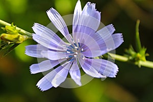 Chicory root cut herbalism. Cichorium intybus.