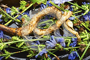 Chicory root, weed