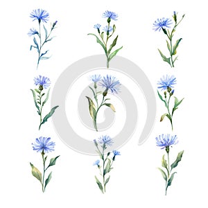 Chicory.Set of watercolor blue cornflowers. Hand drawn illustration.