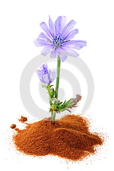 The chicory (succory) flower and powder of instant chicory.