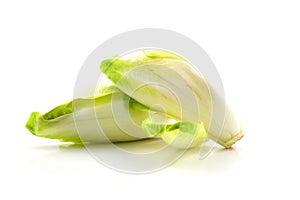 Chicory vegetable