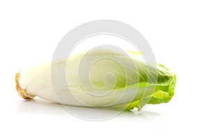 Chicory vegetable