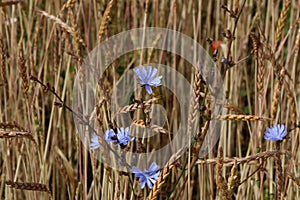 Chicory among wheat ears in a field