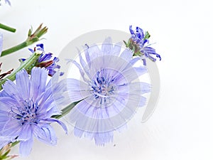 Chicory on white