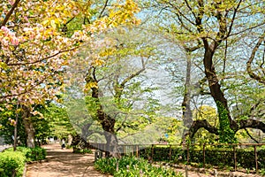 Chidoriga-fuchi Park green forest walkway at spring in Tokyo, Japan