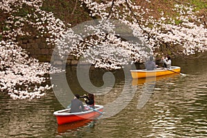 Chidorigafuchi boat cherry blossom view