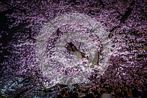 Of Chidorigafuchi going to see cherry blossoms at night