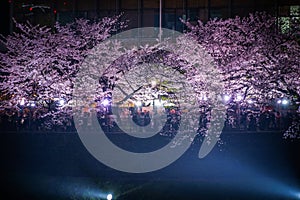 Of Chidorigafuchi going to see cherry blossoms at night
