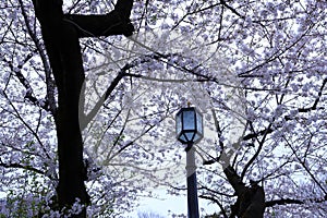 Chidorigafuchi Park with spring cherry blossom (sakura) in Chiyoda City,