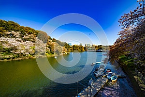 A Chidorigafuchi pond with cherry trees in Tokyo in spring wide shot