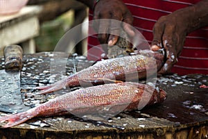 Chief cook cleaning a Pargo Fish or Red Snapper on a wooden cutting board. photo