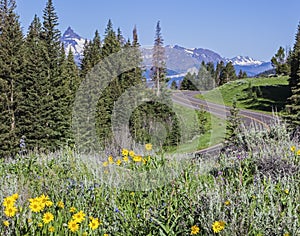 Chief Joseph Scenic Highway Crandall Pilot Peak Beartooth wildflowers photo