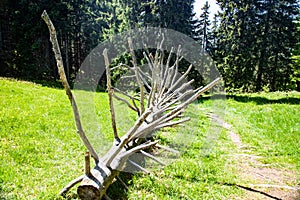 Chiemgau region. Tree trunk without leaves lying on the floor