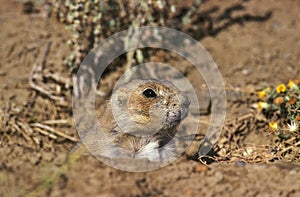 CHIEN DE PRAIRIE cynomys ludovicianus