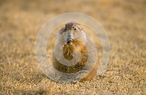 CHIEN DE PRAIRIE cynomys ludovicianus