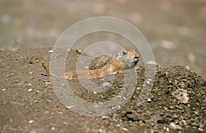 CHIEN DE PRAIRIE cynomys ludovicianus