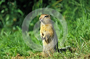 CHIEN DE PRAIRIE cynomys ludovicianus