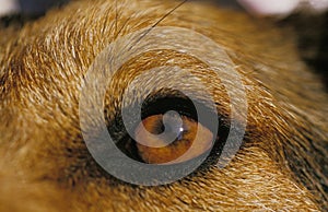 CHIEN VISION