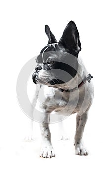 Chienne bouledogue franÃÂ§ais photo