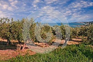 Chieti, Abruzzo, Italy: olive tree orchard in the Adriatic sea c