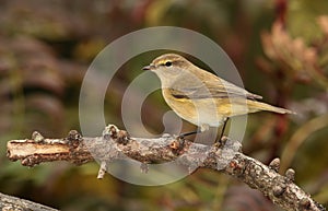 Chiff chaff bird.