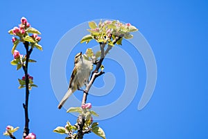 Chiffchaff bird, Phylloscopus collybita