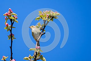Chiffchaff bird, Phylloscopus collybita