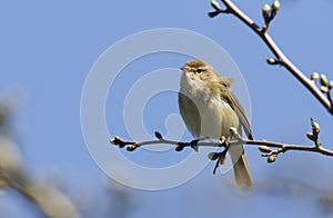 A pretty Chiffchaff Phylloscopus collybita perched on a branch of a tree .