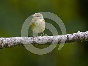 Chiffchaff, Phylloscopus collybita