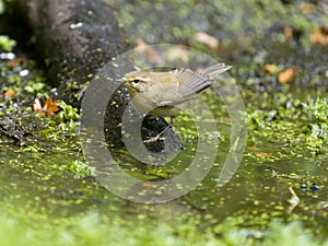 Chiffchaff, Phylloscopus collybita