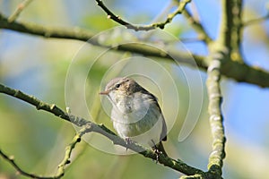 Chiffchaff (Phylloscopus collybita) Â·