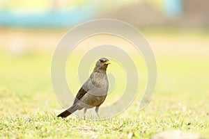 Chiguaco Turdus chiguanco