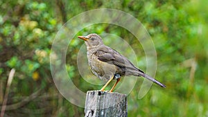 Chiguanco Thrush