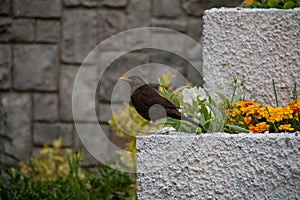 Chiguanco thrush Turdus chiguanco