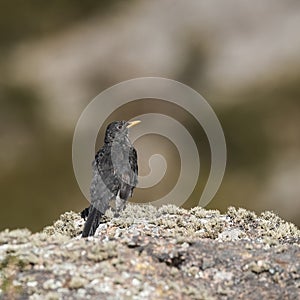 Chiguanco thrush, Turdus chiguanco,