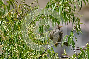 Chiguanco Thrush Turdus chiguanco