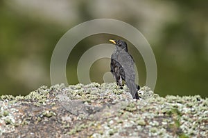 Chiguanco thrush, Turdus chiguanco, Highland grasslands in Pampa de Achala , Quebrada del Condorito