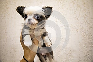 A chihua puppy is close-up in the arms of its owner.