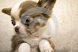 A chihua puppy is close-up in the arms of its owner.