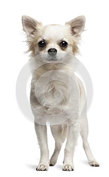 Chihuahua, 1 year old, standing in front of white background