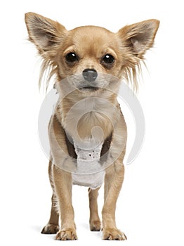 Chihuahua,14 months old, standing in front of white background