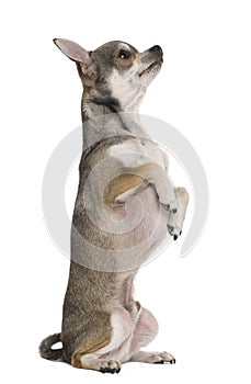 Chihuahua, 3 years old, on hind legs photo