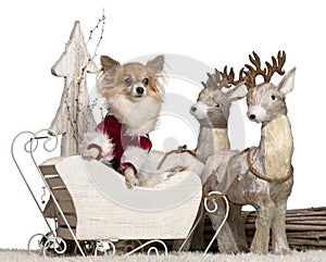 Chihuahua, 5 years old, in Christmas sleigh