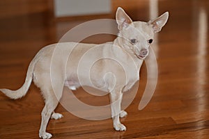 Chihuahua